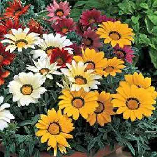 دانلود آهنگ کجایی بدیده‌ام تو جایی بگو از آشنایی  کجایی نازیه کرامت‌الله